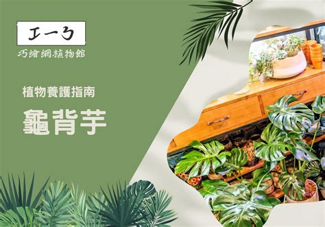 辦公室 多肉植物|增添工作靈感！精心挑選你的完美辦公室植物指南 